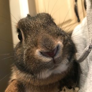 Meet your Posher, Cece